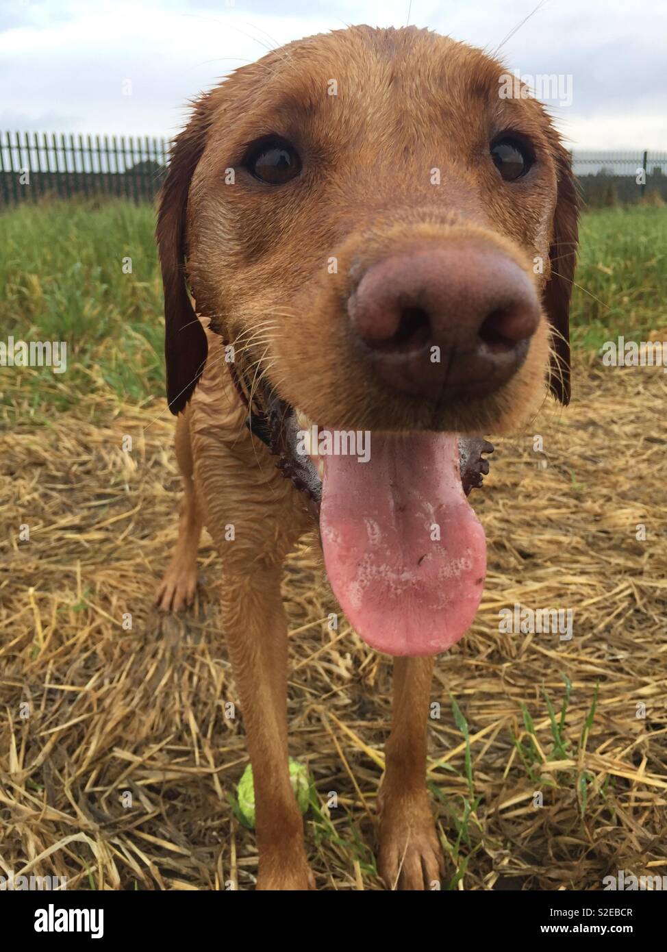 A close up of a tired and wet dog with its tongue sticking or lolling out  after chasing a tennis ball during a game of fetch Stock Photo - Alamy