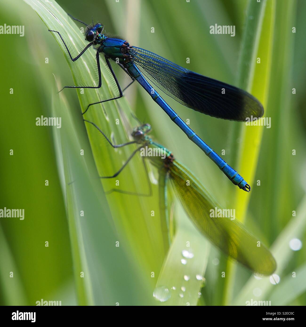 Macro shot of two colorful dragonflies on a leaf - Smartphone Captured Stock Image