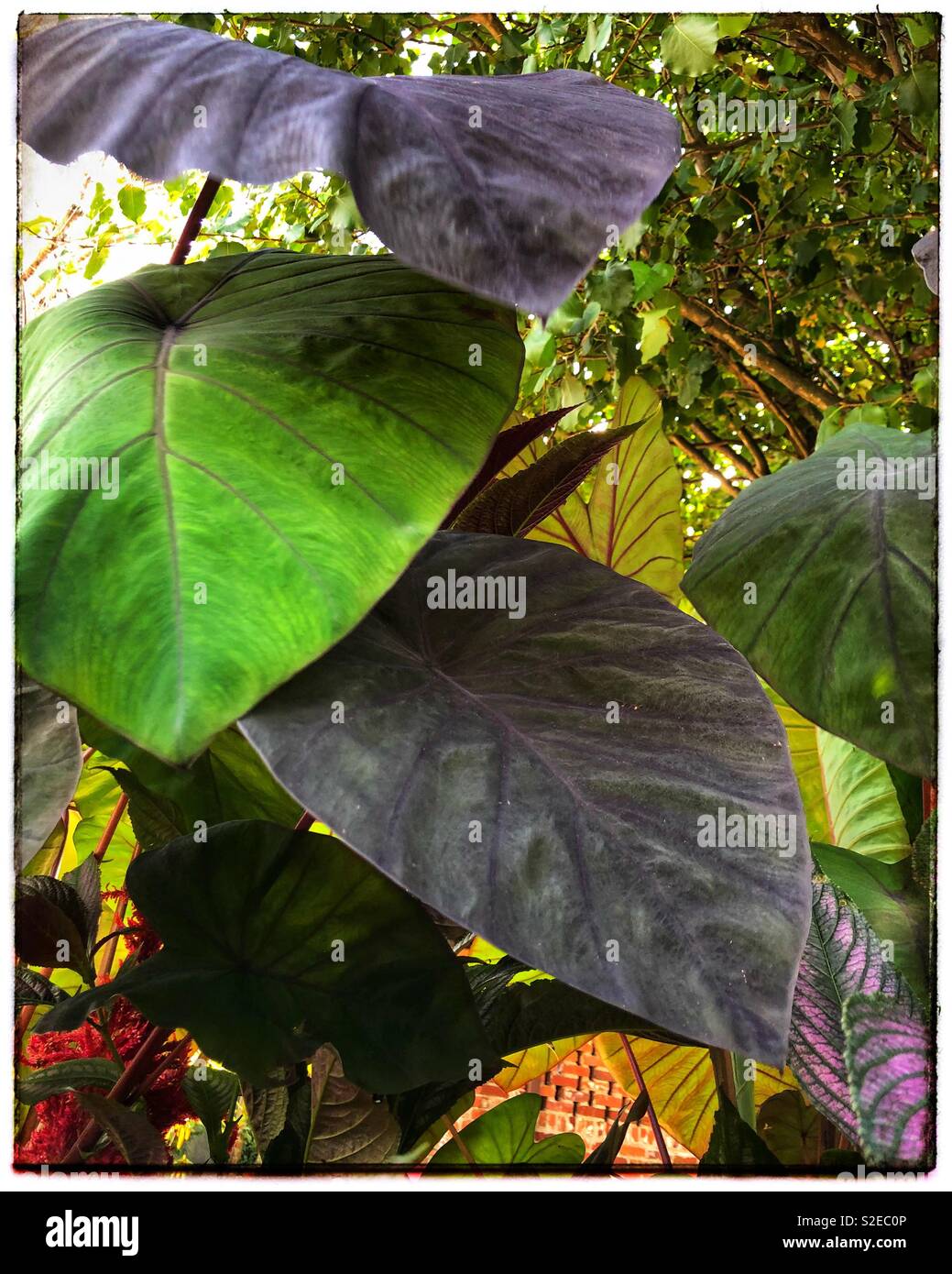 Elephant ear philodendrons hires stock photography and images Alamy