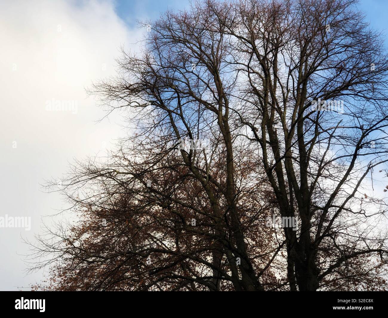 Winter Big Trees - Smartphone Captured Stock Image