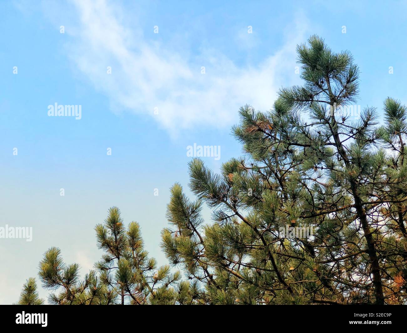 Pine tree in blue sky - Smartphone Captured Stock Image