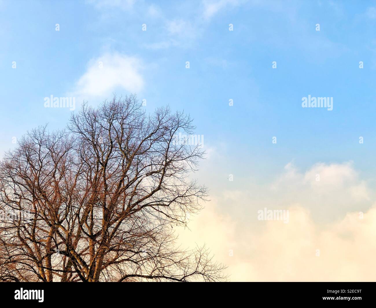 Tree in low sunlight - Smartphone Captured Stock Image