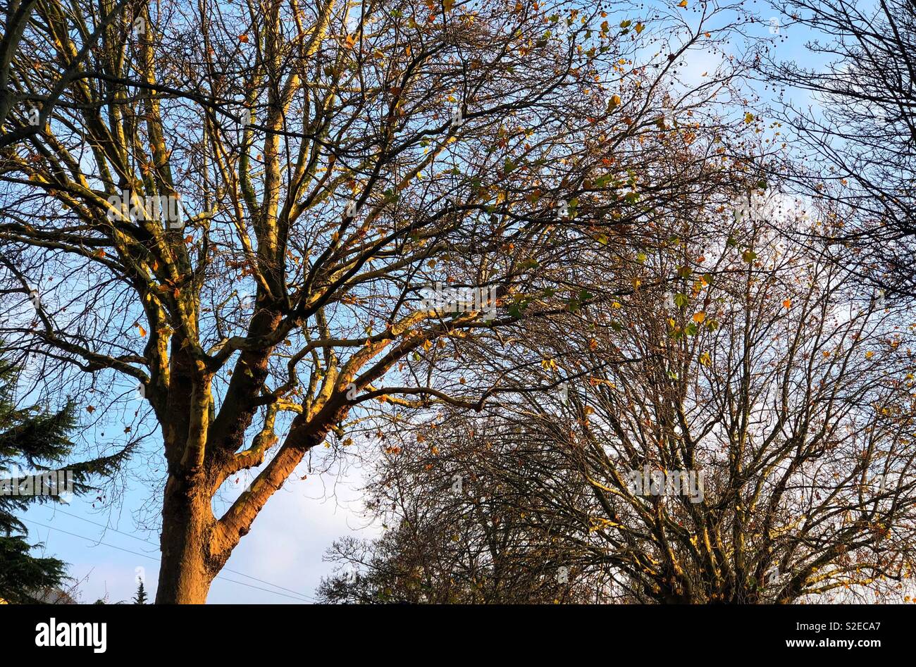 Autumn trees in sunlight - Smartphone Captured Stock Image