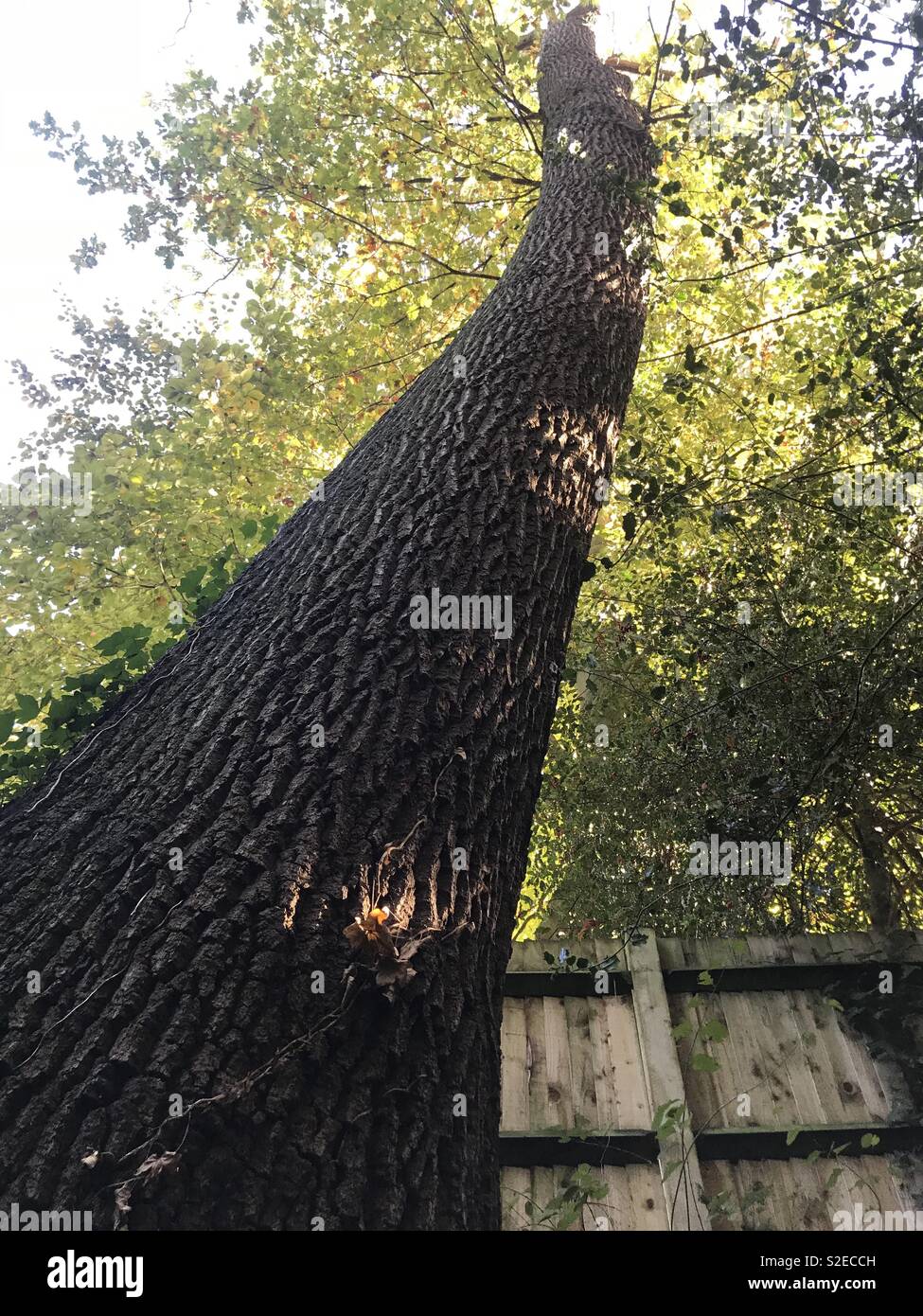 Large tree. English woodland near Kenley Stock Photo Alamy