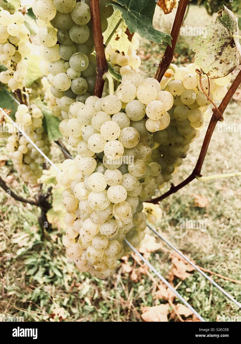 Speckled green grapes hires stock photography and images Alamy