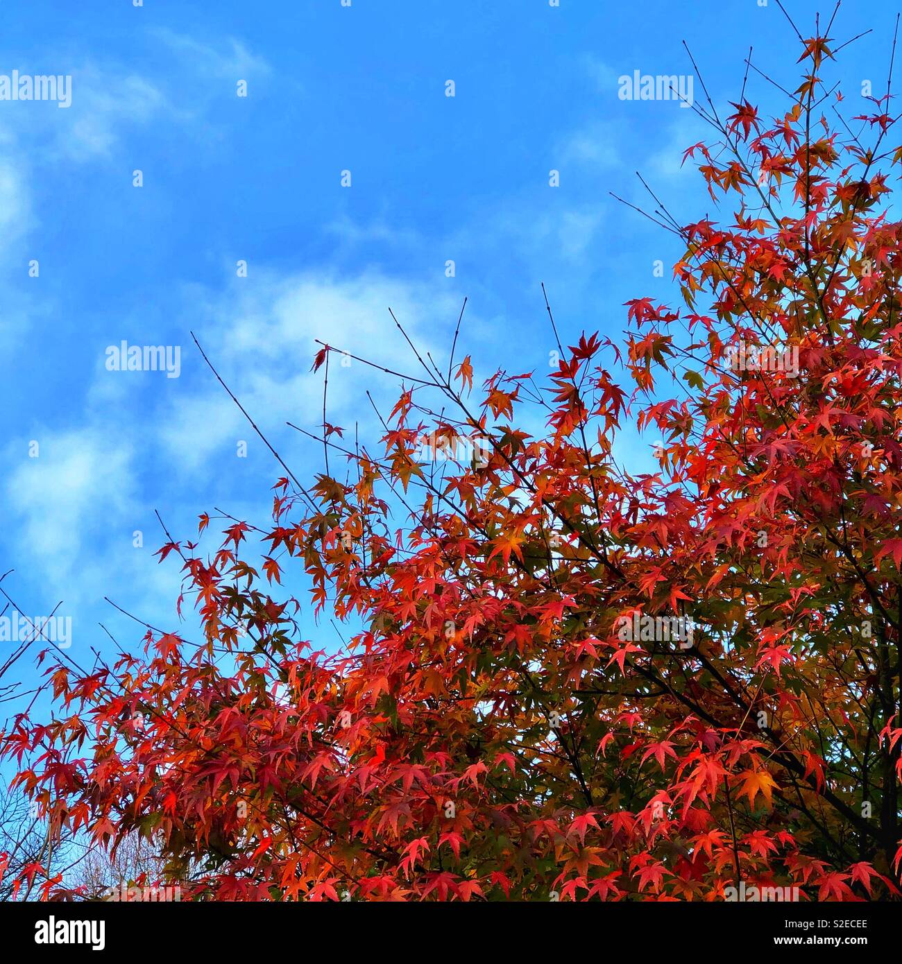 Red tree blue sky Stock Photo - Alamy