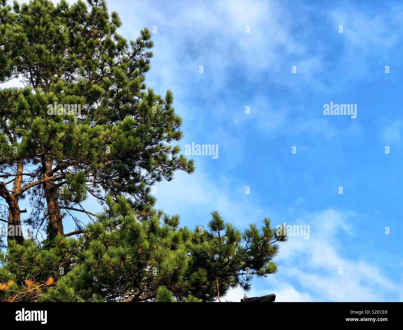 Pine tree blue sky - Smartphone Captured Stock Image