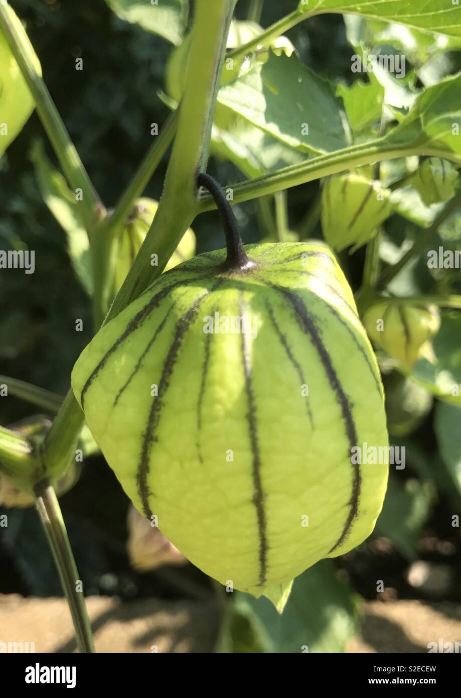 Tomatillo - Smartphone Captured Stock Image