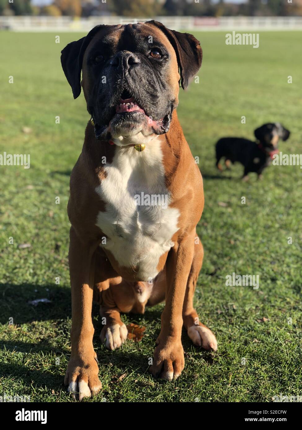 Boxer and dachshund buddies Stock Photo Alamy