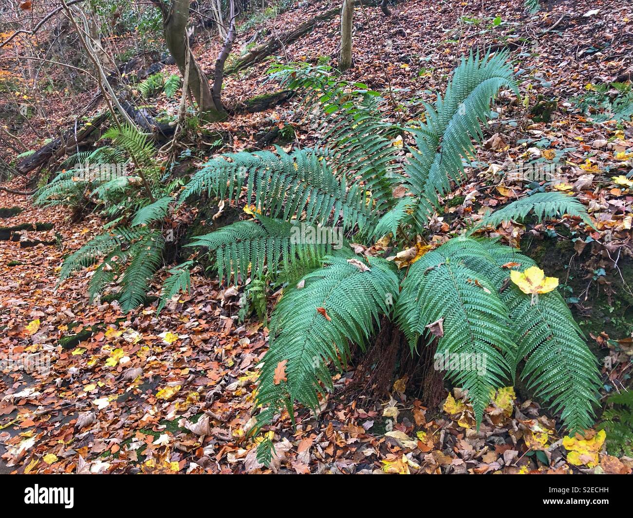Ferns in the autumn woods Stock Photo