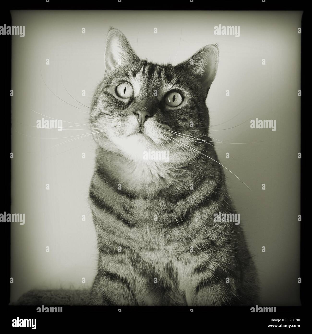 My tabby bengal mix in black and white Stock Photo