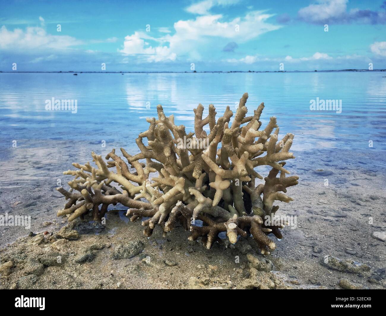 Dead Coral High Resolution Stock Photography and Images Alamy