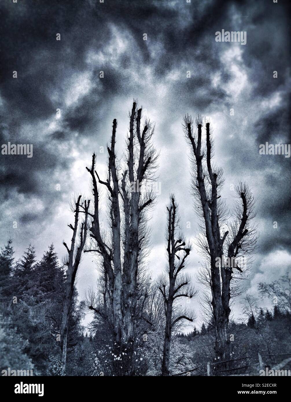 Sinister winter trees with a threatening stormy sky Stock Photo