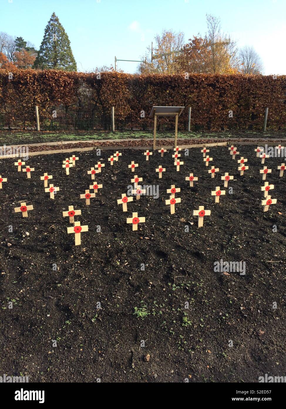 Crosses with poppies planted for Remembrance Day Stock Photo