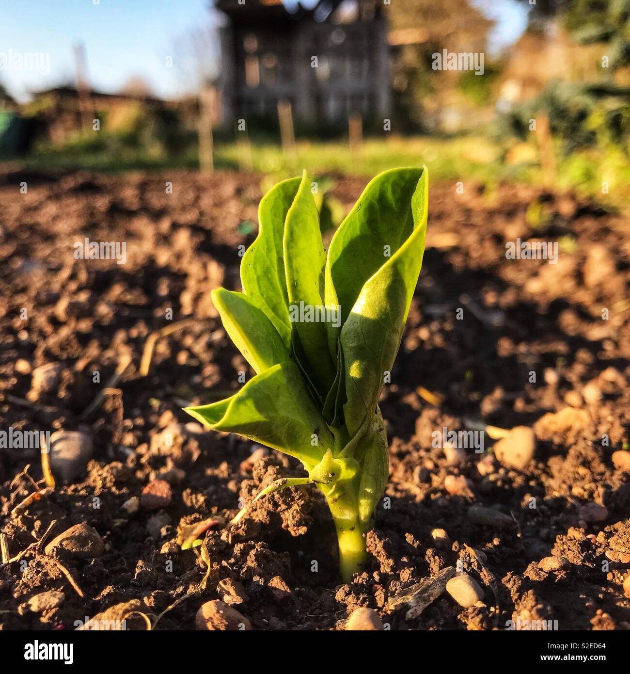 Broad Beans starting to grow in November on an allotment in the UK variety Aquadulce - Smartphone Captured Stock Image
