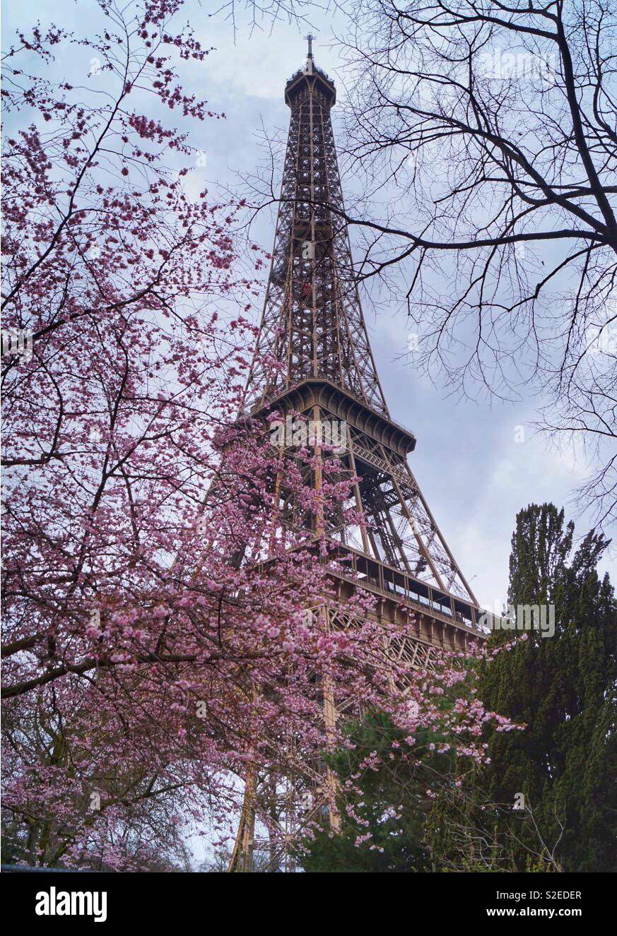 Eiffel Tower with blossom, Paris Stock Photo