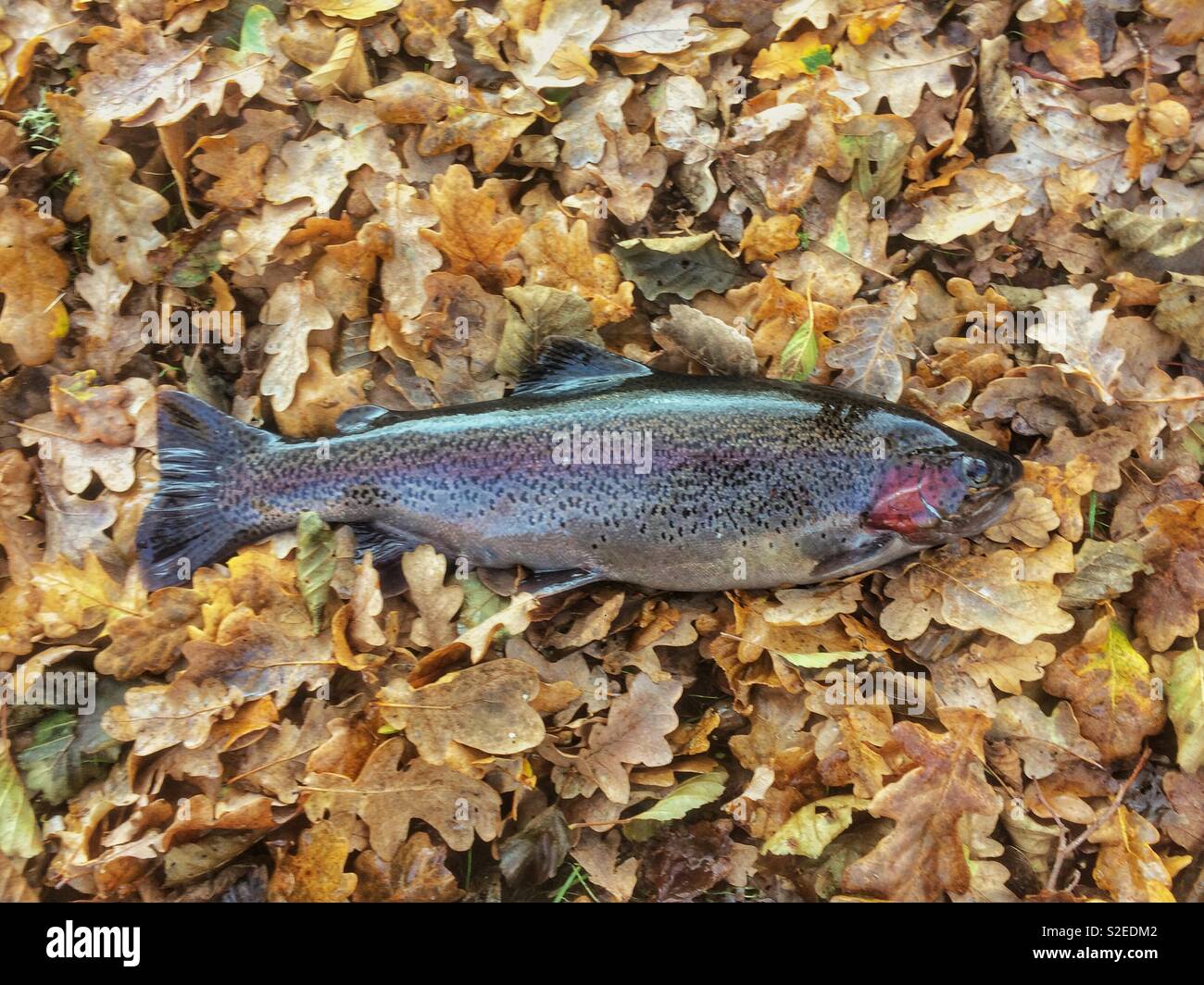 Rainbow trout fish on Autumn oak leaves, Hampshire, England, United Kingdom. - Smartphone Captured Stock Image