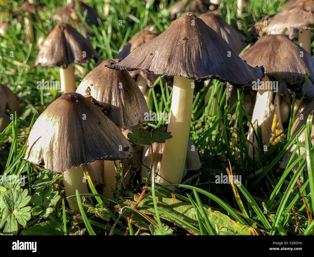 Ink cap wild mushroom toadstools - Smartphone Captured Stock Image