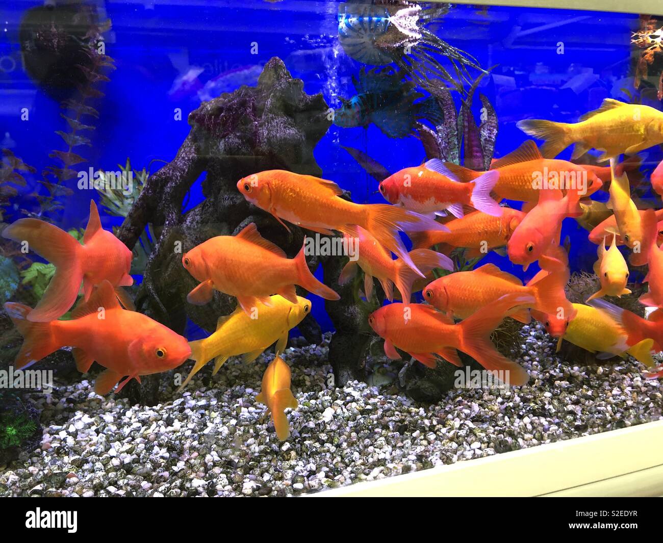 Fish in tank Stock Photo Alamy