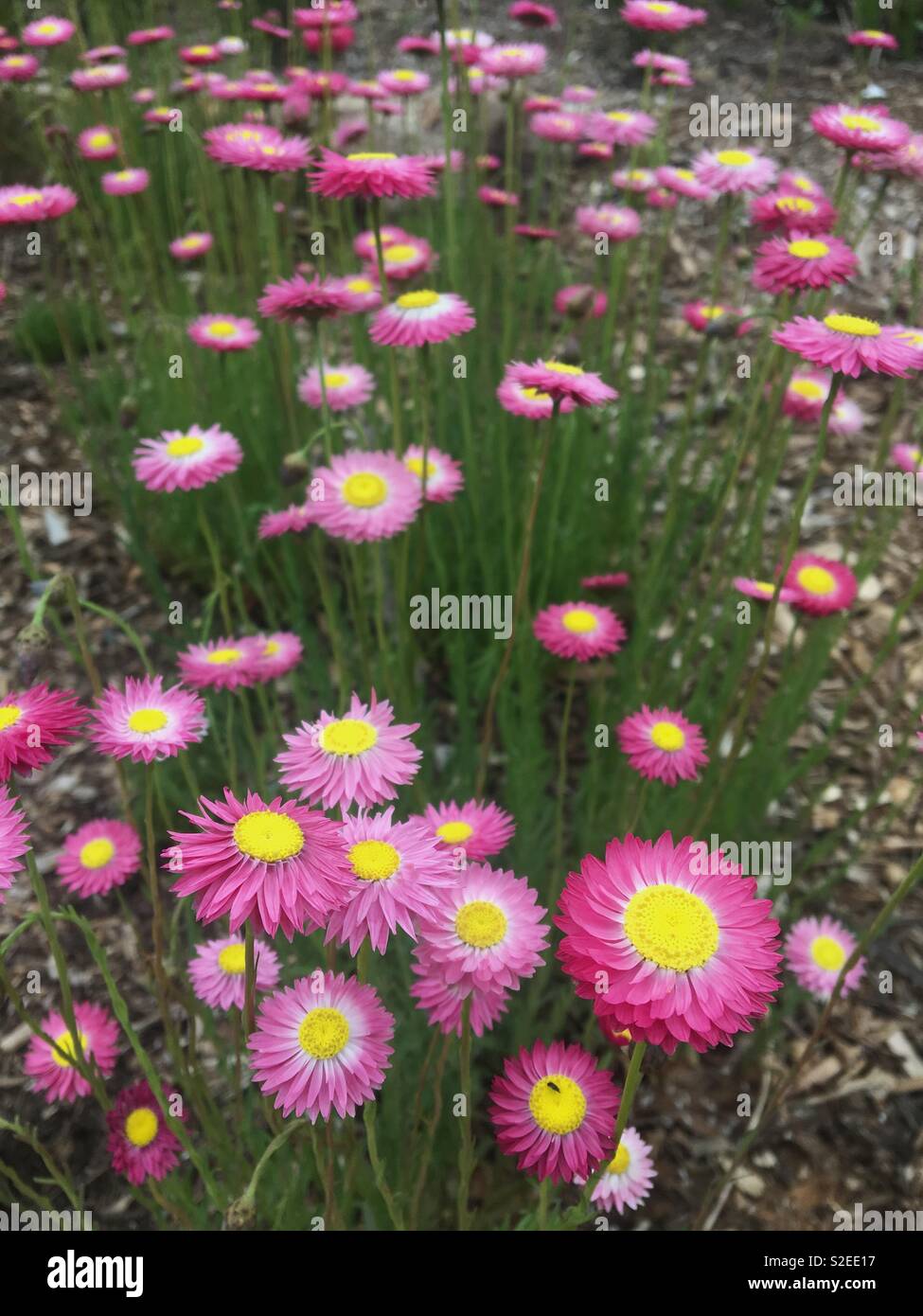 Paper daisies in Australian native garden Stock Photo