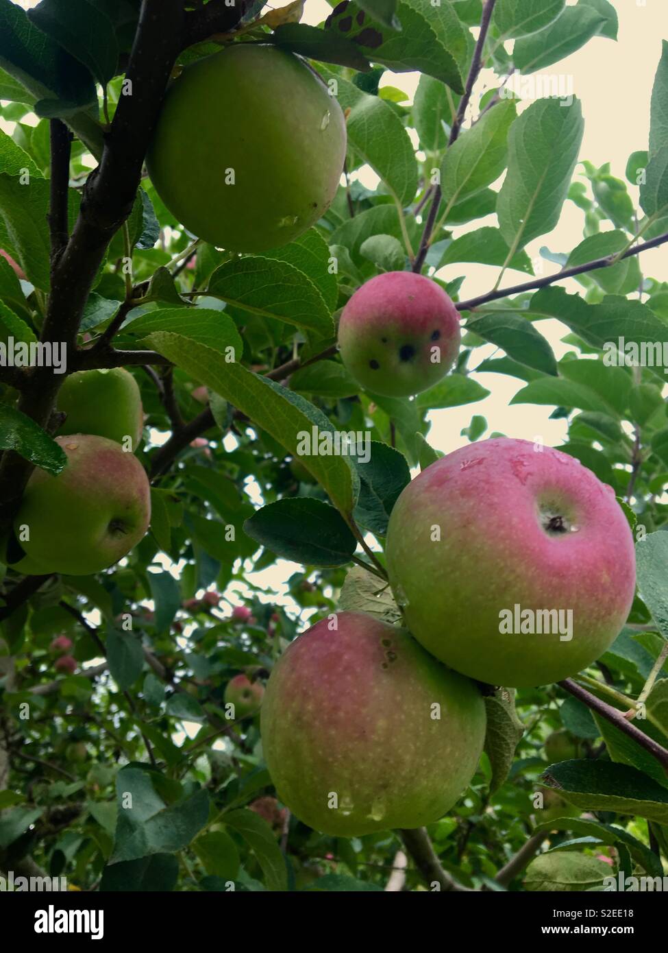 Pink lady apple tree with fruit Stock Photo Alamy