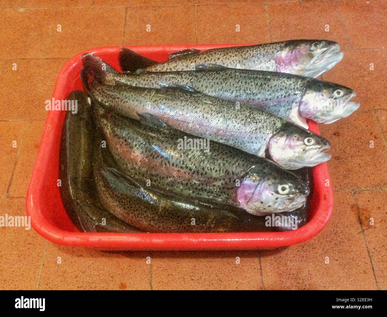 Basket of freshly caught rainbow trout fish, Hampshire, England, United Kingdom. - Smartphone Captured Stock Image