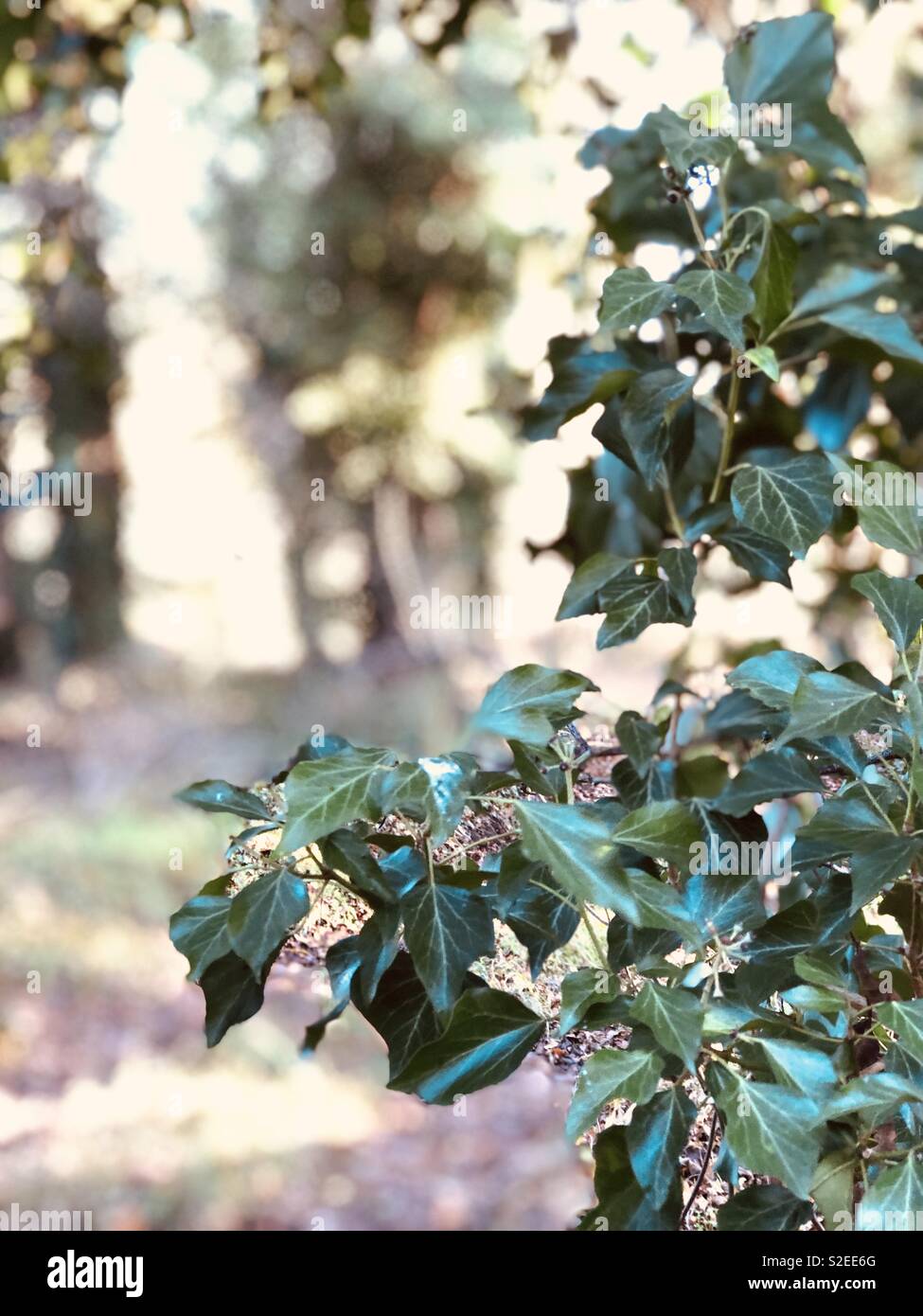 Ivy in autumn wood walk with dappled sun - Smartphone Captured Stock Image