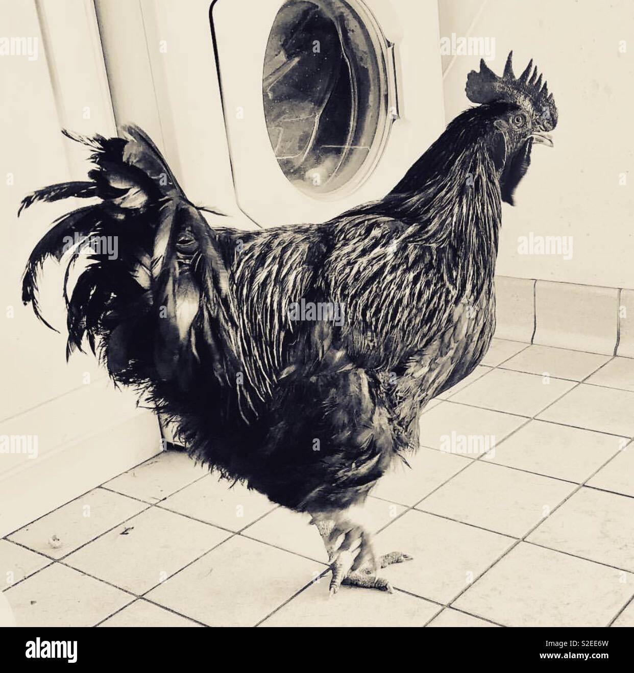 Can Cooker Be Next To Washing Machine at Nicholas Arrington blog