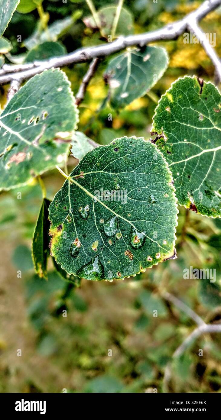 Raindrops on green leaf - Smartphone Captured Stock Image