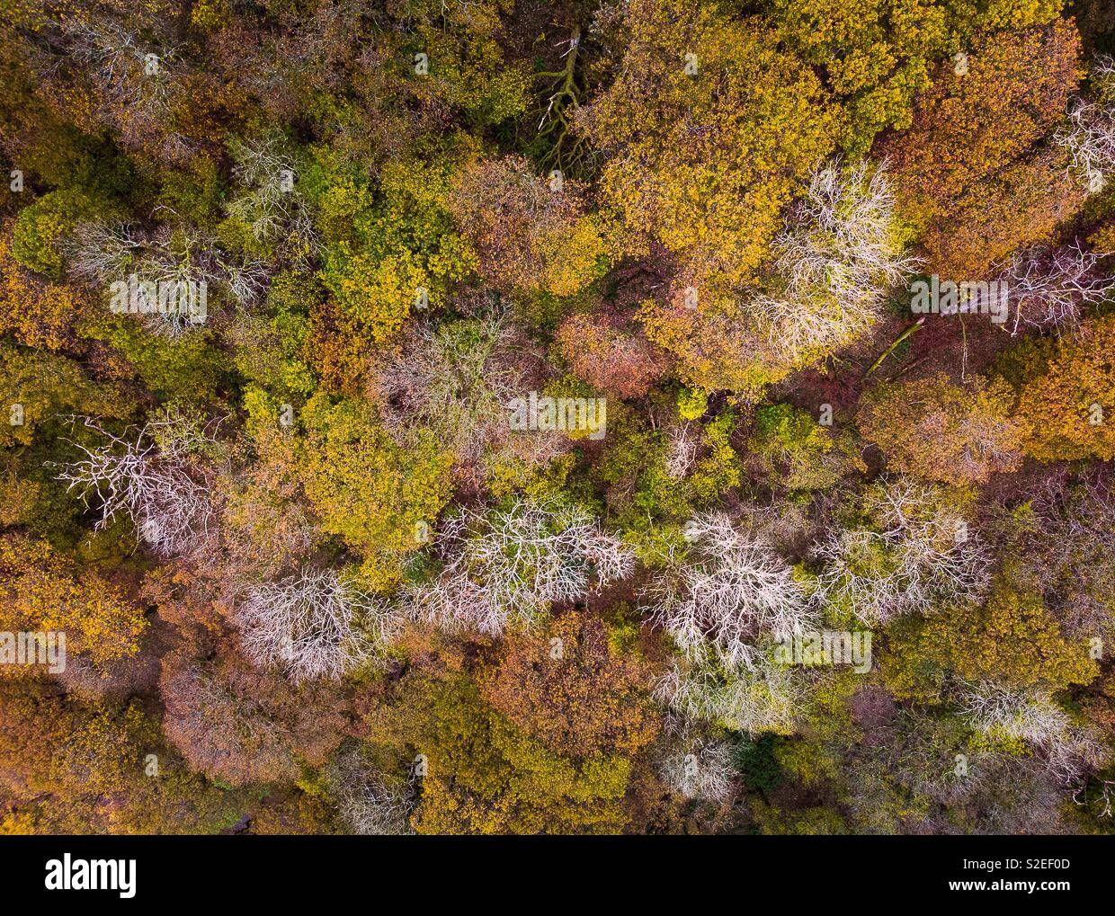 Aerial shot of trees in autumn with some dead trees scattered amongst the coloured ones - Smartphone Captured Stock Image