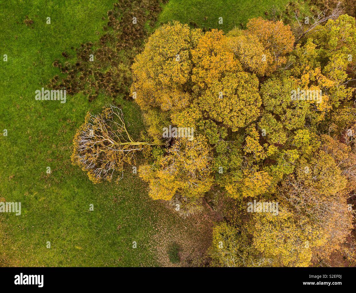Aerial photo of a copse of trees with one lying down in autumn - Smartphone Captured Stock Image Aerial photo of a copse of trees with one lying down in autumn - Smartphone Captured Stock Image