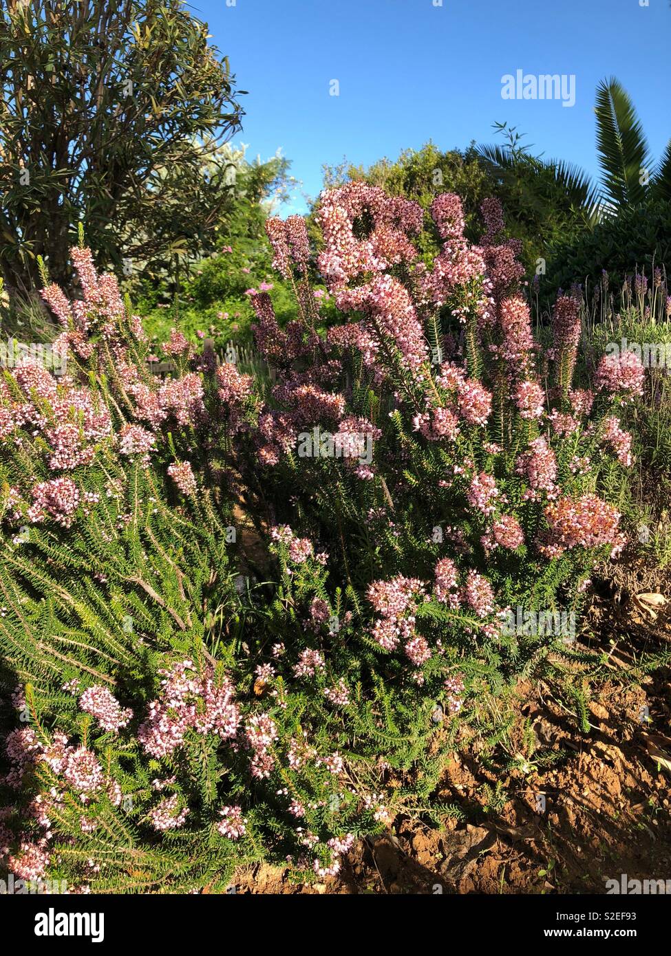 Heather growing in a Mediterranean garden Stock Photo