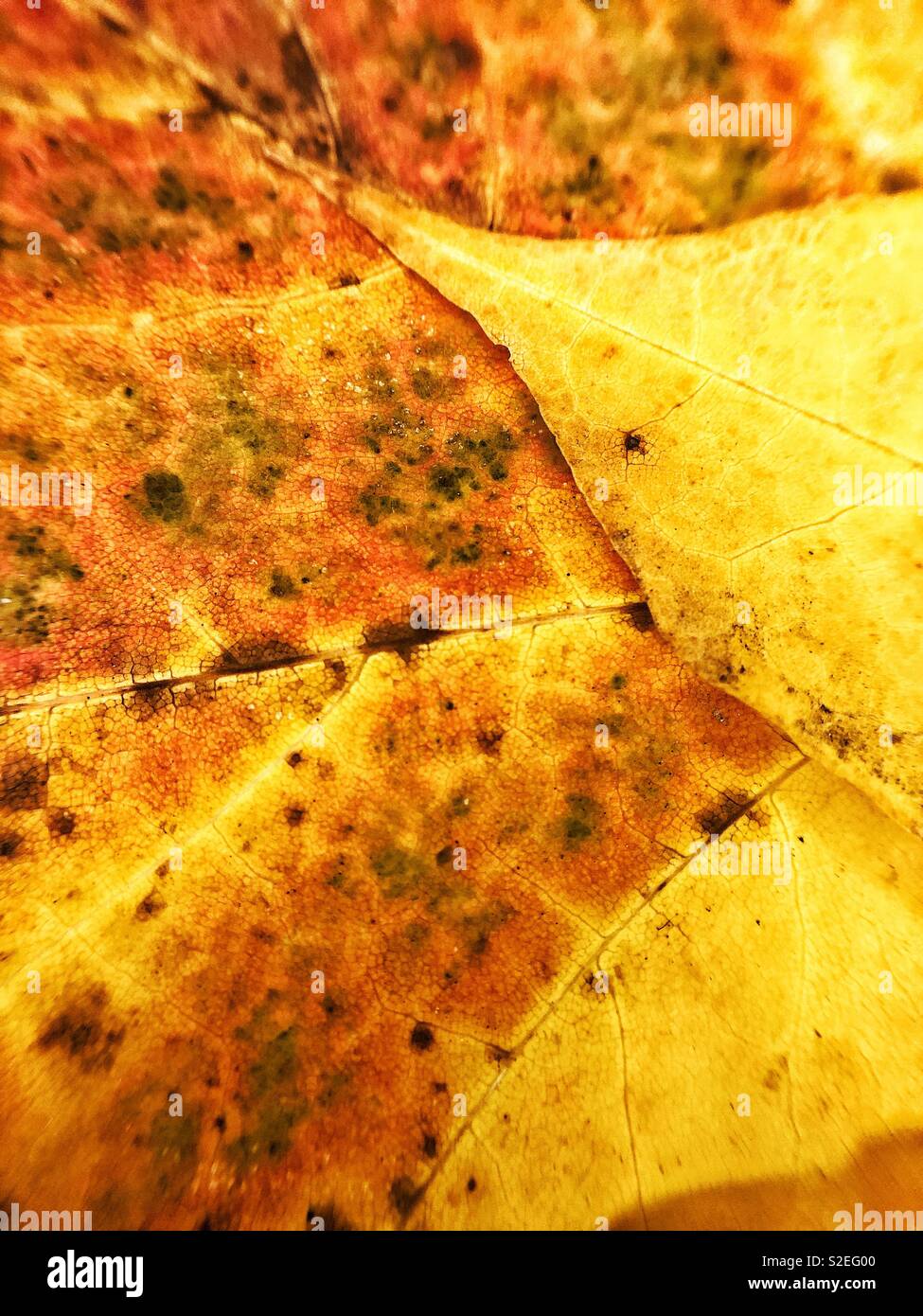 Macro closeup of red yellow maple leaf Stock Photo