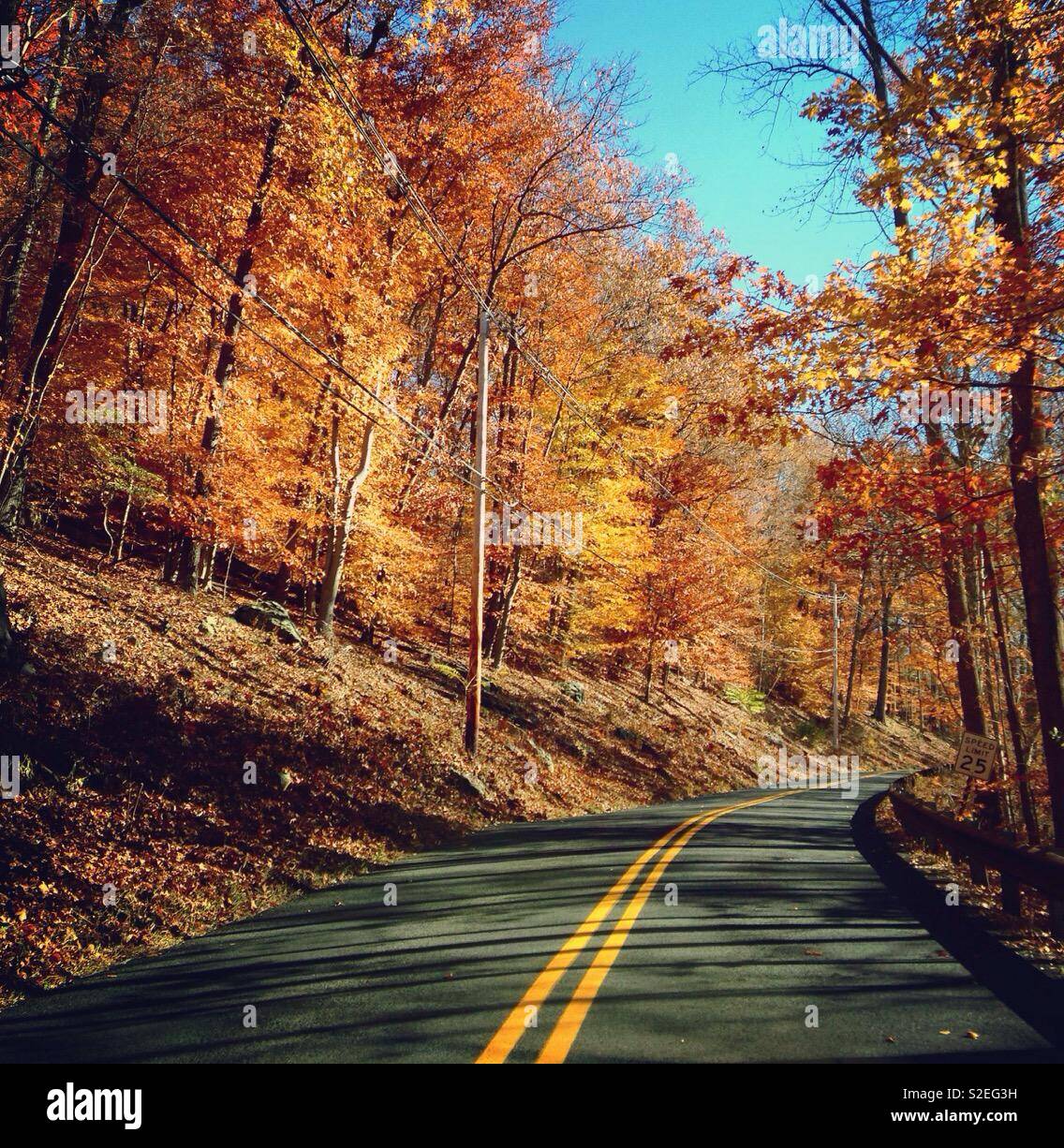 Autumn leaves, scenic drive, fall leaves, fall foliage, colorful leaves, road - Smartphone Captured Stock Image