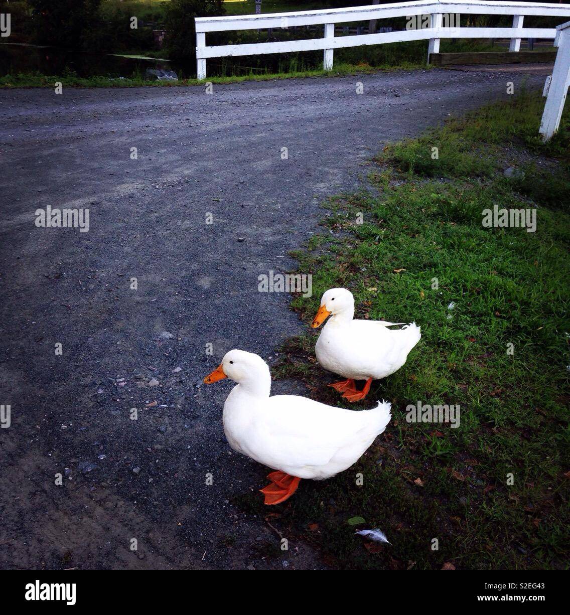 White Geese - Smartphone Captured Stock Image