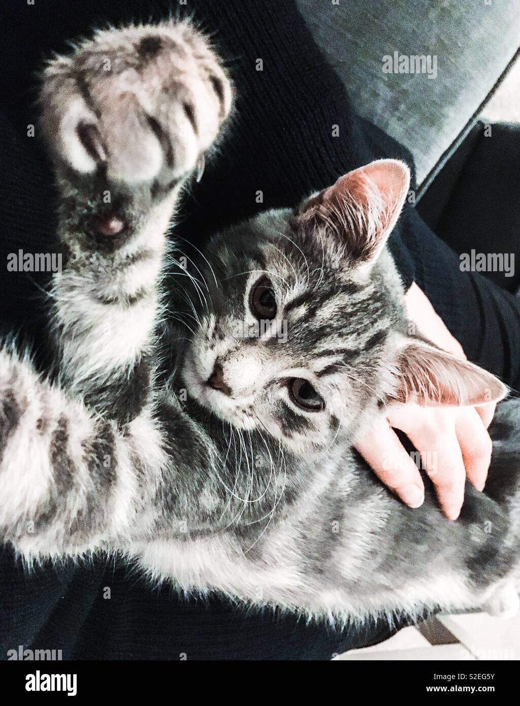 cat showing his claws Stock Photo Alamy