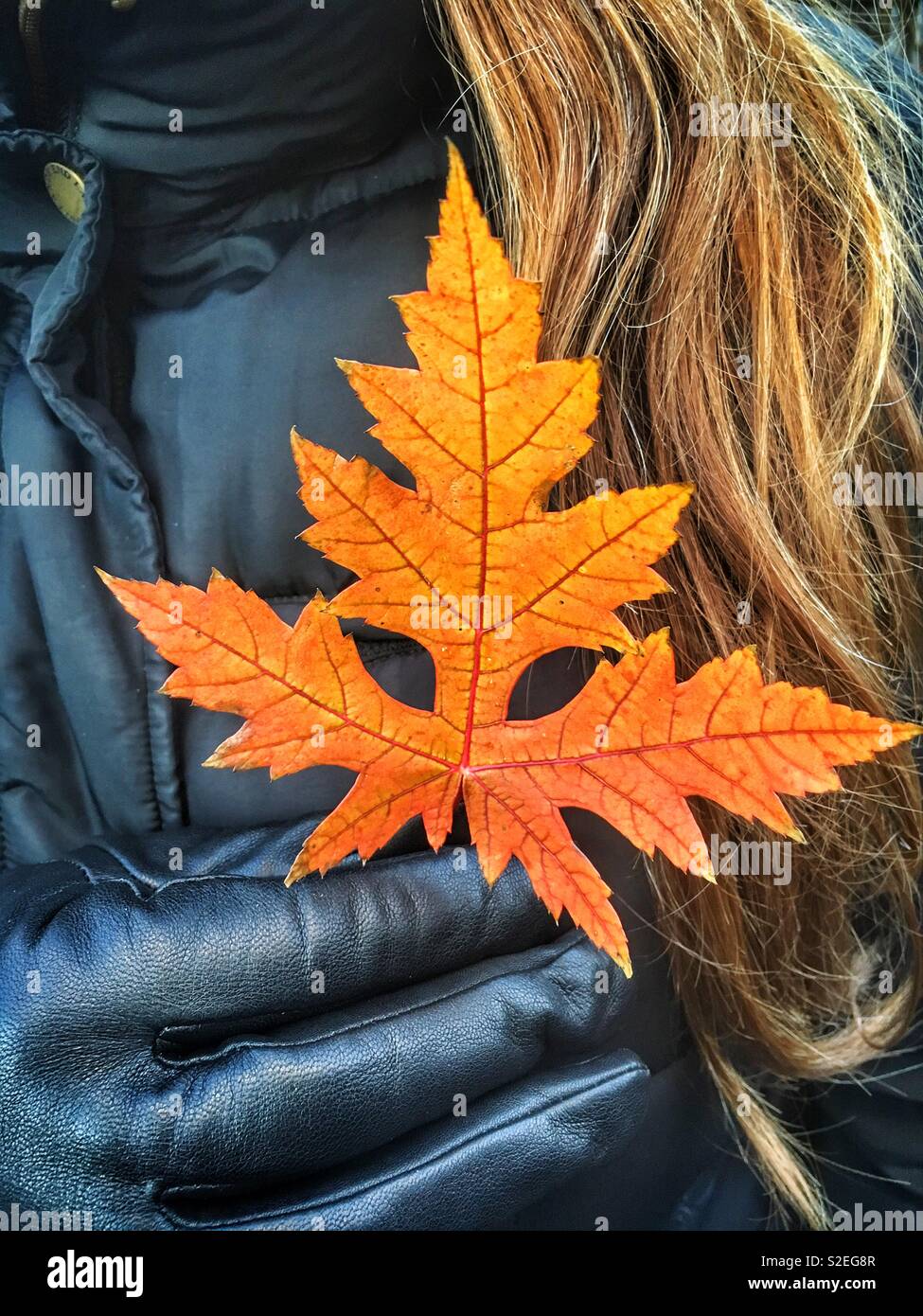 Woman walking finds a fall leaf  as winter approaches Stock Photo
