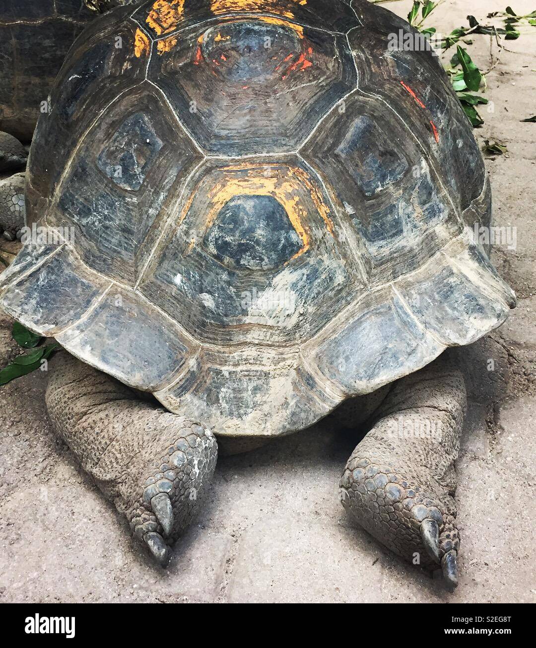 Giant tortoise, Seychelles, East Africa Stock Photo
