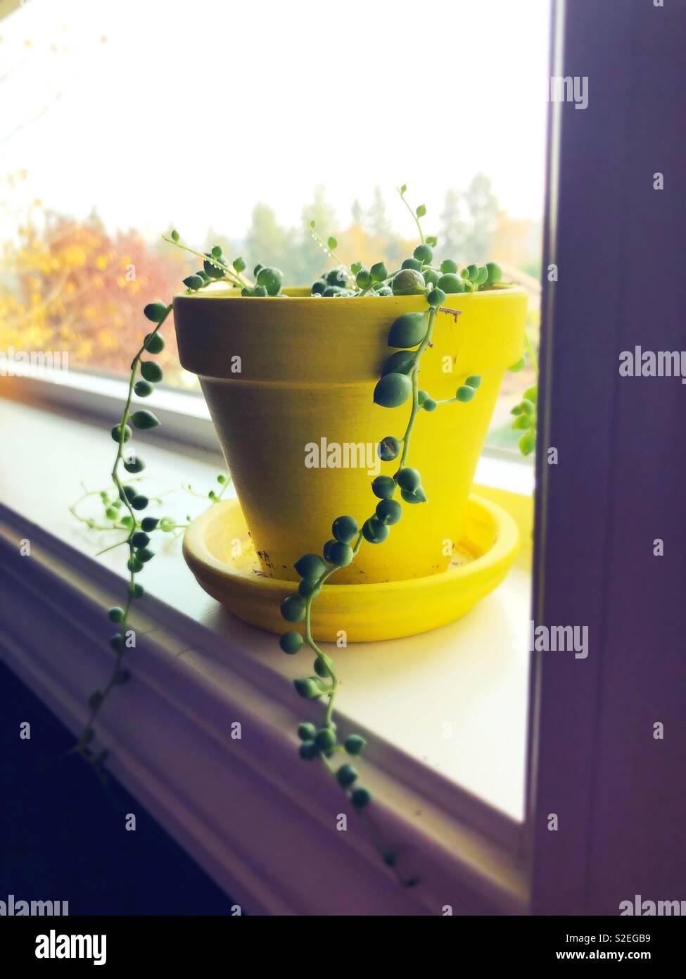 String of pearls plant. Stock Photo