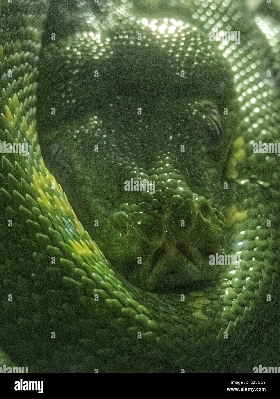 Green tree python Stock Photo - Alamy