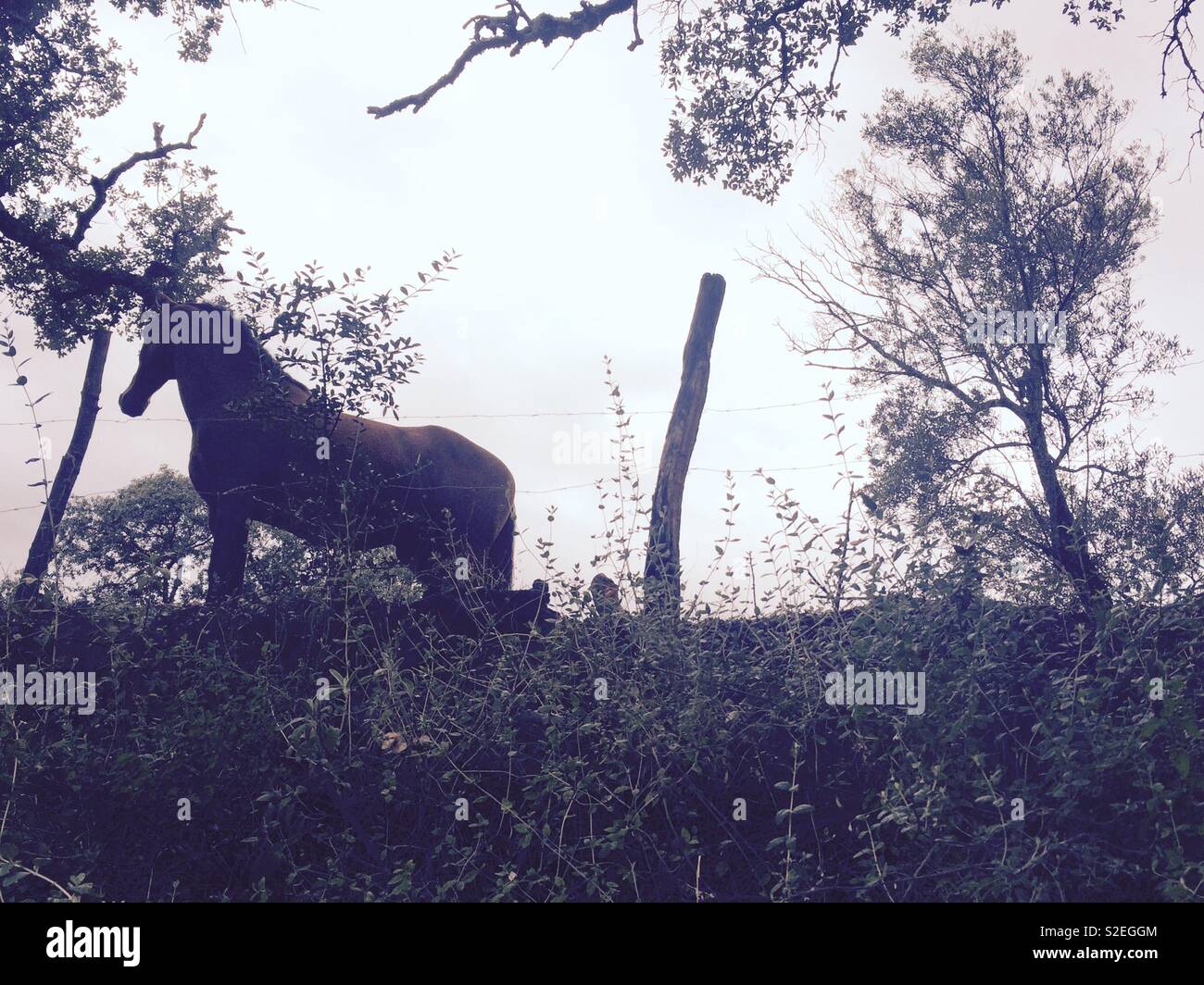 Horse alone at the fence being photographed from below in Spanish countryside - Smartphone Captured Stock Image