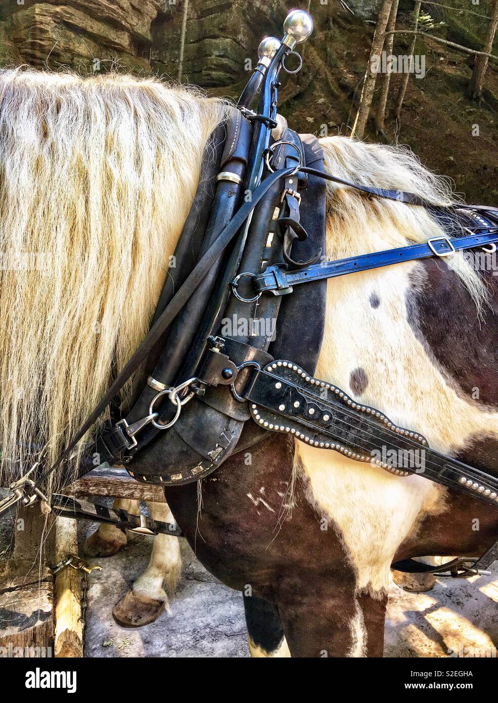 Black and white draft horse in harness with brand on shoulder ready the