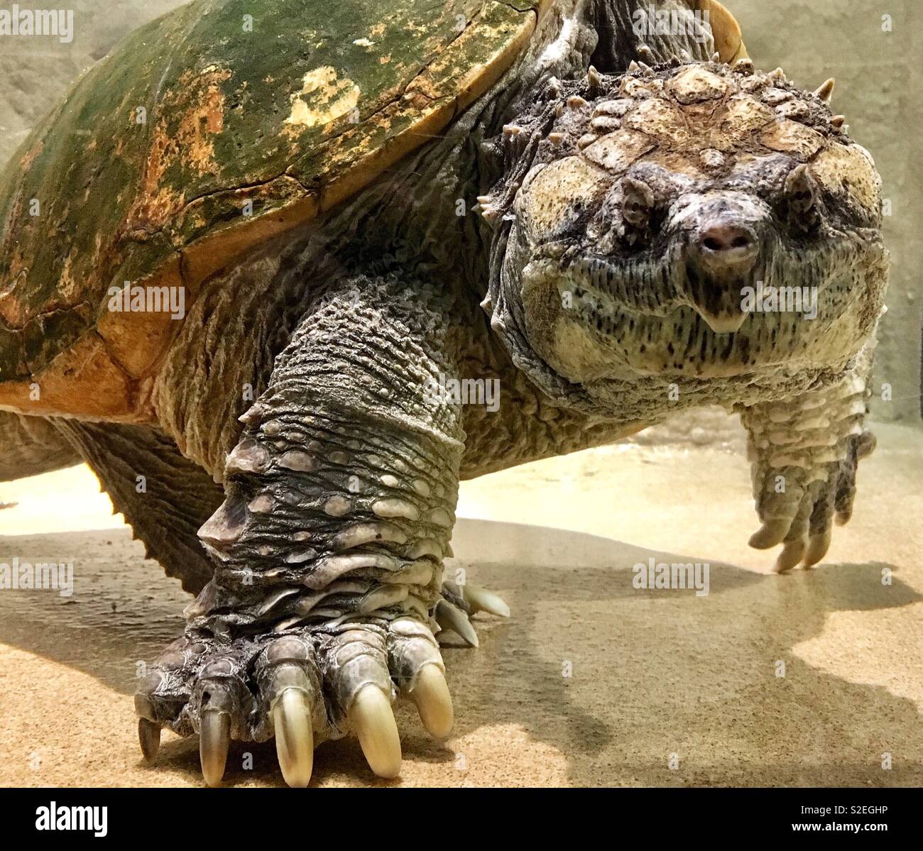 Underwater Florida Snapping Turtle with huge clawed foot reaching towards viewer Stock Photo