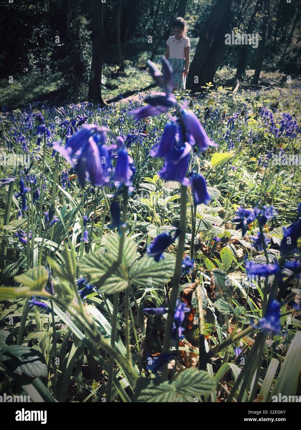 Bluebells with girl in background Stock Photo - Alamy