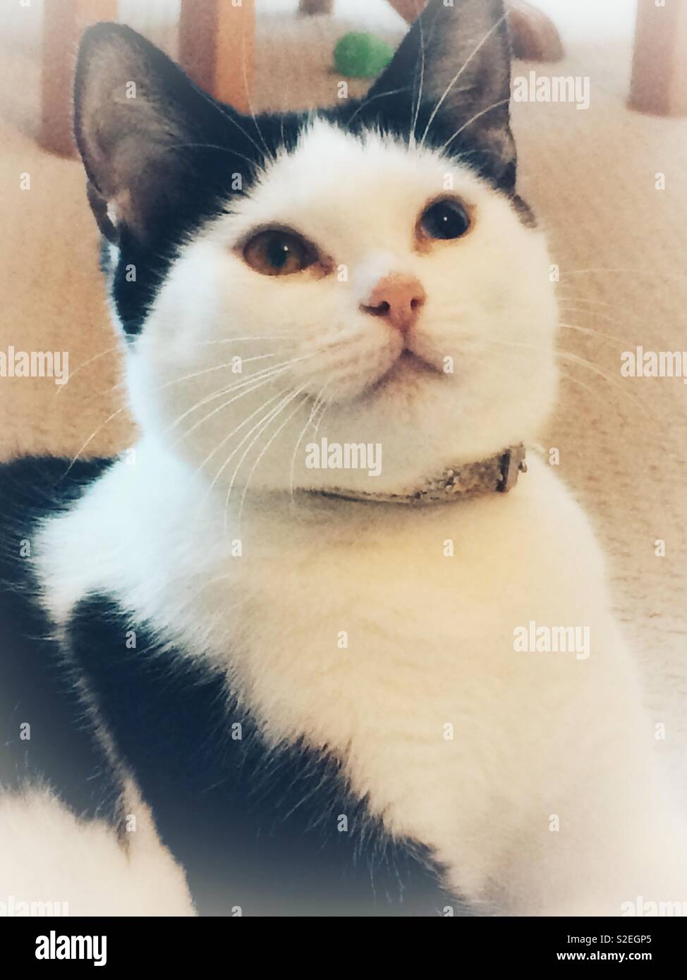 Black and white cat - Smartphone Captured Stock Image