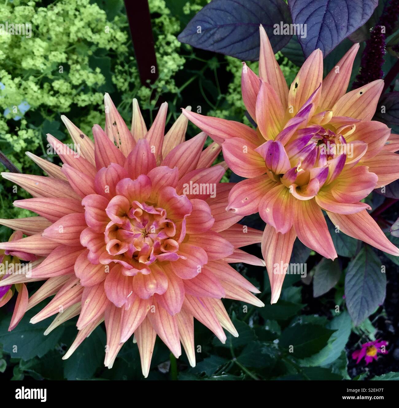 Giant pink dahlias - Smartphone Captured Stock Image