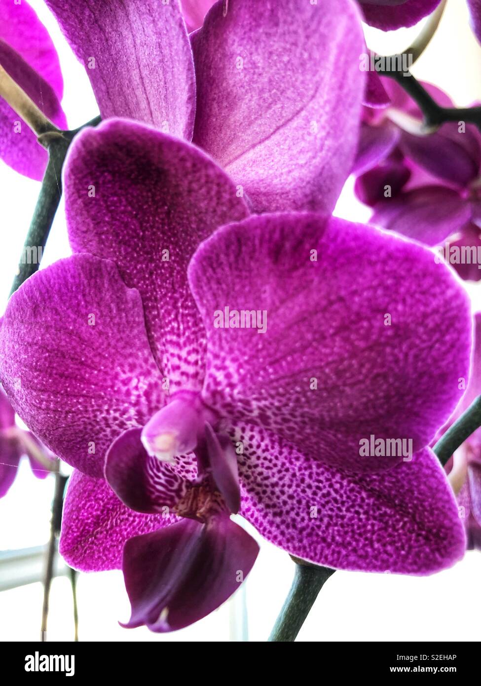 Vibrant orchids hi-res stock photography and images - Alamy