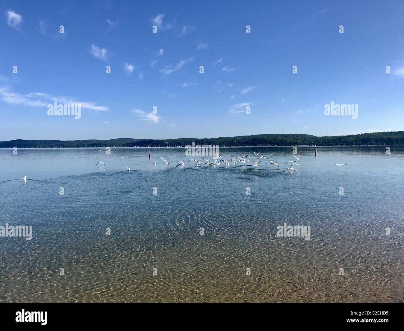 Sea gulls on Crystal Lake - Smartphone Captured Stock Image