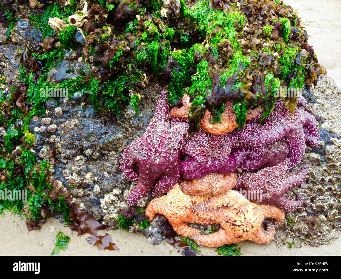 Colorful starfish - Smartphone Captured Stock Image