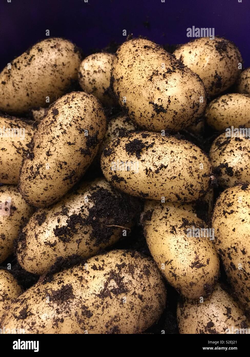 New potatoes for Christmas Stock Photo Alamy